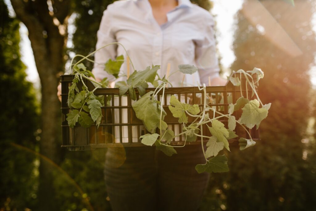 Planting 2021 12 15 19 54 32 Utc 1 1024x684