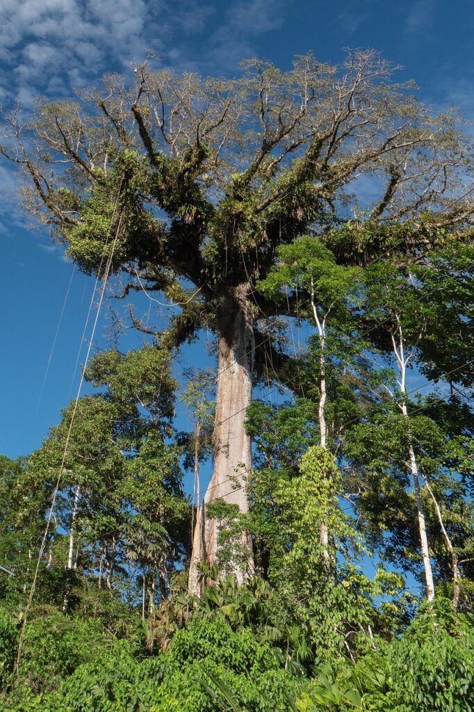 ecuador, rainforest, jungle giant, tropical, tree